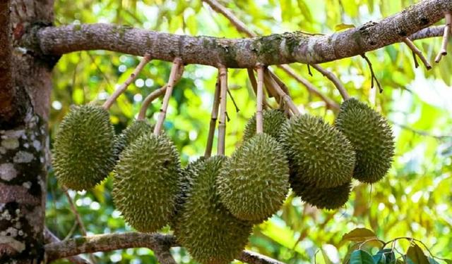 6张图片中，有两张不是榴莲，吃货不用闻气味就能看出来！休闲区蓝鸢梦想 - Www.slyday.coM