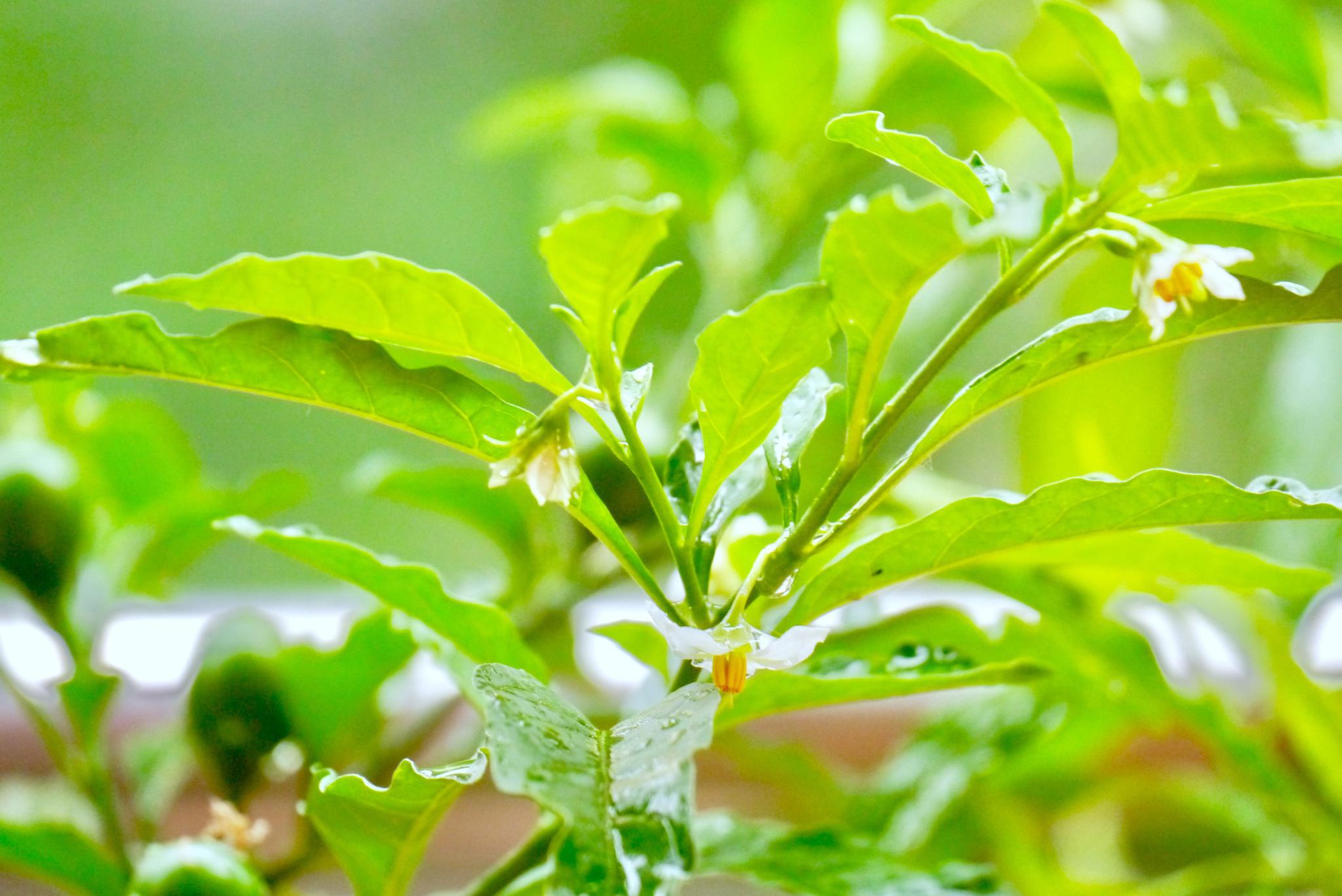珊瑚豆(四季果)花与果