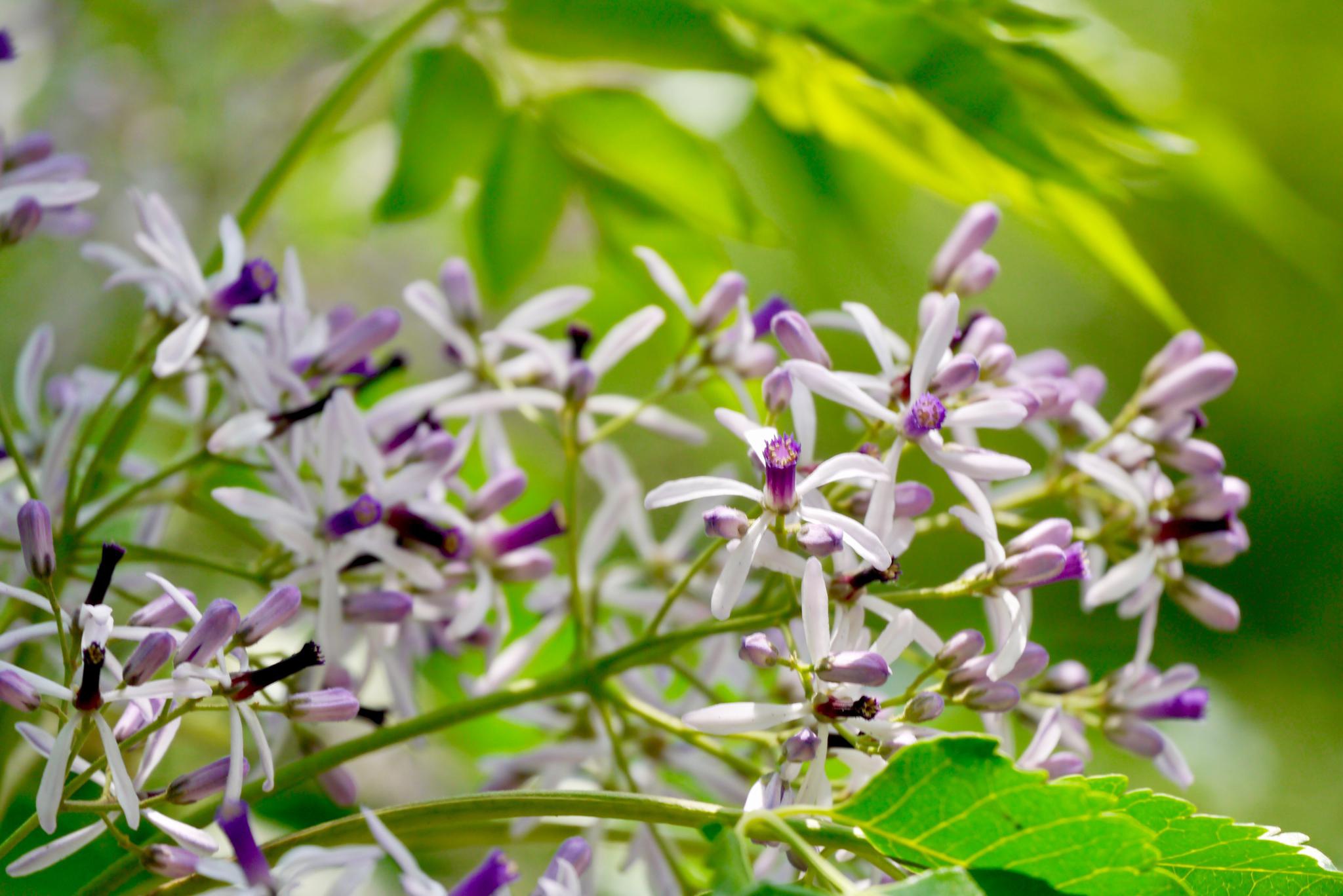 美丽的蓝色苦楝花(苦楝树)