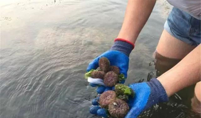 大连人赶海去哪里你都不知道?快跟上!