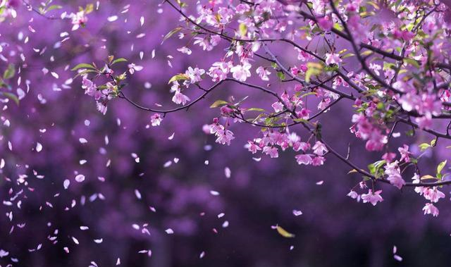 爱情总让人悲伤杜牧这首诗感人肺腑写了一个凄美的爱情故事