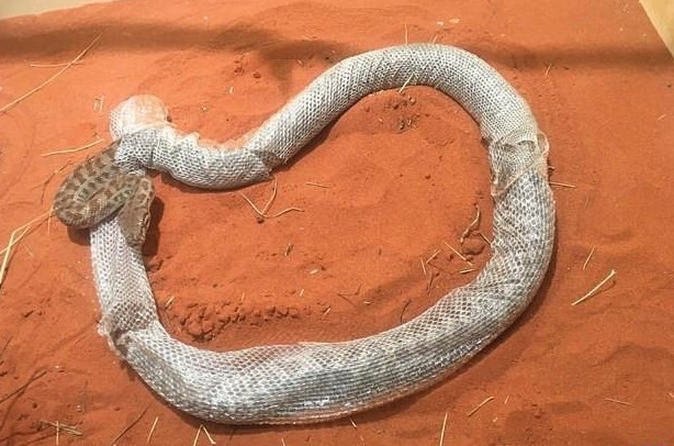 正文  park和朋友一起相约去动物园游玩,他们来到一处斯氏星蟒的场馆