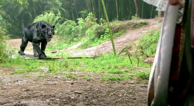 封神英雄:申公豹新的坐骑,一脸嘚瑟,玉磬都看不惯他了