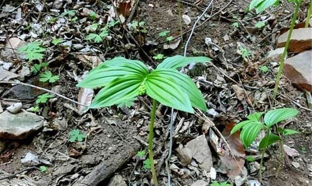山坡一种草,称"鹿鞭草",市场10块一斤收,农民却知泡成酒无价