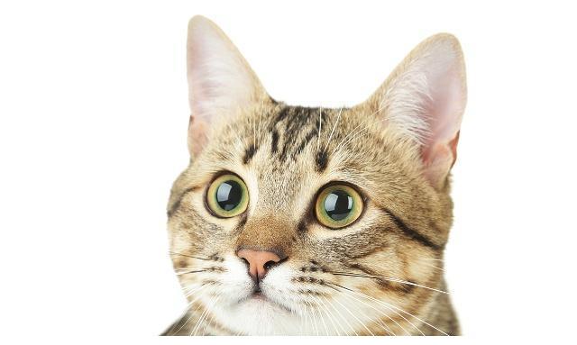 聊聊怀孕养猫：不能用遗弃猫咪去迎接新生命，这份新生礼物太糟糕休闲区蓝鸢梦想 - Www.slyday.coM