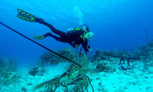 为什么在澳洲潜水捕龙虾,需要这么多规矩?