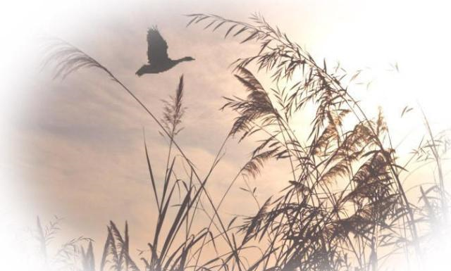 李白:这是我“才华横溢”溢出的唐词,就拿唐词的格式来当题目吧休闲区蓝鸢梦想 - Www.slyday.coM 李白:这是我“才华横溢”溢出的唐词,就拿唐词的格式来当题目吧休闲区蓝鸢梦想 - Www.slyday.coM