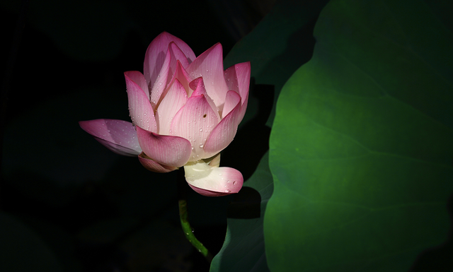 黄庭坚乘凉时写下一首诗,短短28字,能让你凉爽一整个夏天休闲区蓝鸢梦想 - Www.slyday.coM 黄庭坚乘凉时写下一首诗,短短28字,能让你凉爽一整个夏天休闲区蓝鸢梦想 - Www.slyday.coM