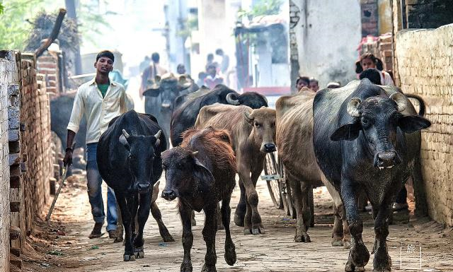 印度为什么纵容牛？允许它在街上自由溜达，连车都要给它让路休闲区蓝鸢梦想 - Www.slyday.coM