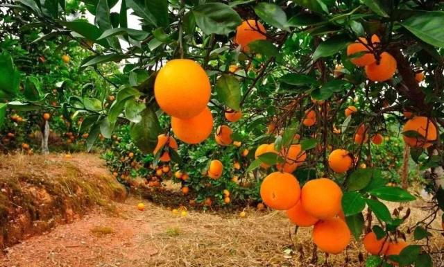 一年中哪个季节最好？苏轼28字古诗给出了自己的答案休闲区蓝鸢梦想 - Www.slyday.coM