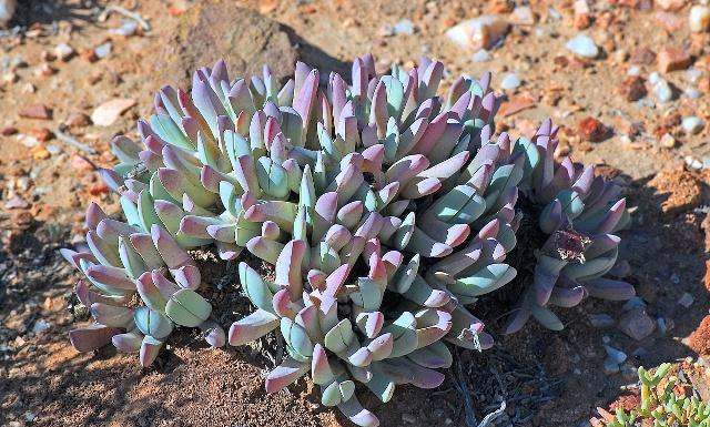 地球上最"神奇"的沙漠,满地多肉与鲜花,游客:怕不是个假的?