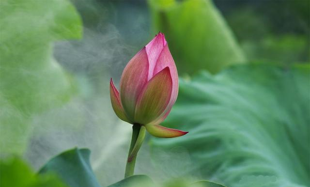 宋代写景高手多有名句传世,这首写小雨的小诗,同样带给人新鲜感休闲区蓝鸢梦想 - Www.slyday.coM 宋代写景高手多有名句传世,这首写小雨的小诗,同样带给人新鲜感休闲区蓝鸢梦想 - Www.slyday.coM