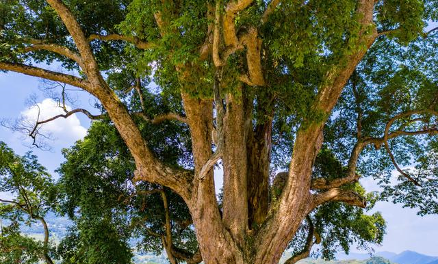 楠木家具特点与集成墙板厂家价格 楠木家具特点集成墙板厂家价格介绍