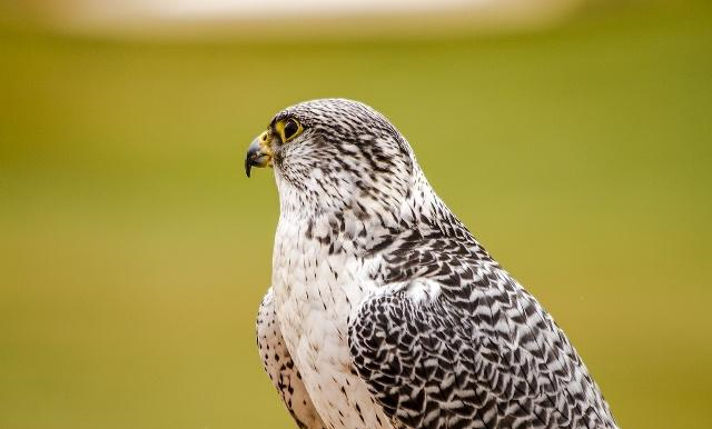 清朝皇帝为了得到一只海东青一掷千金,明朝皇帝为何白给都不要休闲区蓝鸢梦想 - Www.slyday.coM 清朝皇帝为了得到一只海东青一掷千金,明朝皇帝为何白给都不要休闲区蓝鸢梦想 - Www.slyday.coM