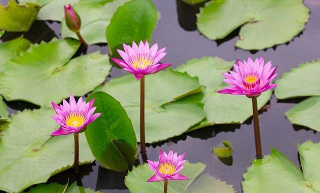 睡莲在盛花期不容易开花 可能是这几件事没有做好 睡莲在盛花期不容易开花 可能是这几件事没有做好