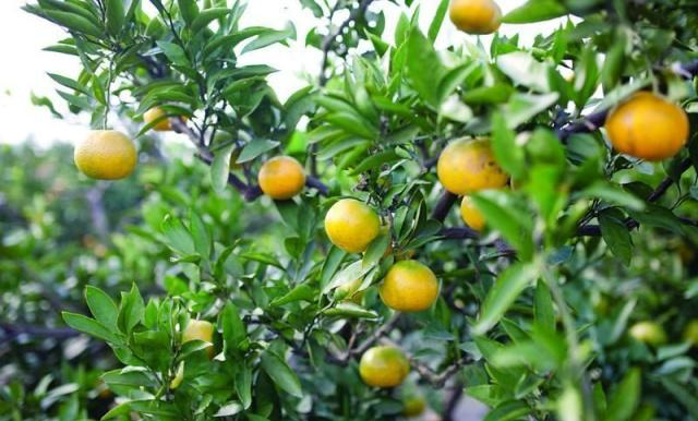 一年中哪个季节最好？苏轼28字古诗给出了自己的答案休闲区蓝鸢梦想 - Www.slyday.coM