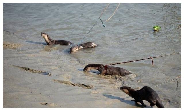 以后钓鱼再也不用鱼竿了,分分钟一条大肥鱼|肥鱼|曼巴|钓鱼_新浪新闻