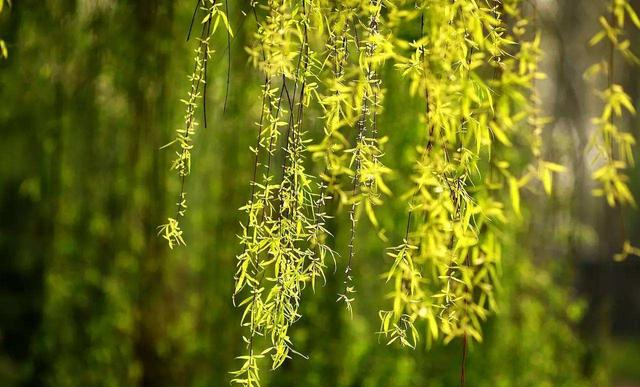 诗人咏柳,却不写一“柳”字,狠狠地讽刺了那些得志便猖狂的小人休闲区蓝鸢梦想 - Www.slyday.coM 诗人咏柳,却不写一“柳”字,狠狠地讽刺了那些得志便猖狂的小人休闲区蓝鸢梦想 - Www.slyday.coM