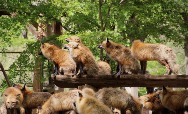 日本有个人气景点，养着许多生活自在的狐狸，靠讨好游客混日子休闲区蓝鸢梦想 - Www.slyday.coM