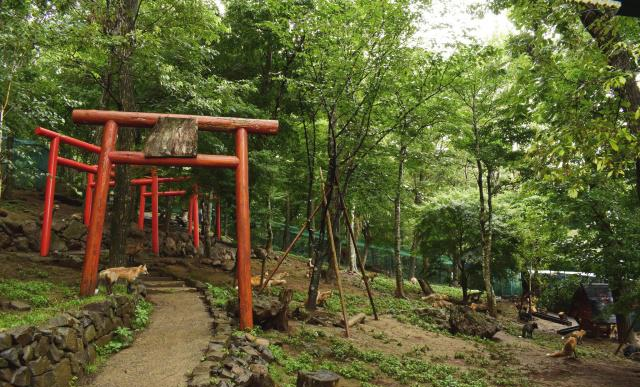 日本有个人气景点，养着许多生活自在的狐狸，靠讨好游客混日子休闲区蓝鸢梦想 - Www.slyday.coM