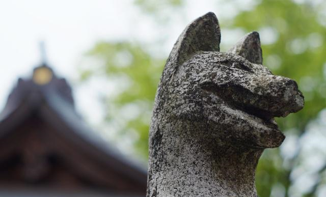 日本有个人气景点，养着许多生活自在的狐狸，靠讨好游客混日子休闲区蓝鸢梦想 - Www.slyday.coM