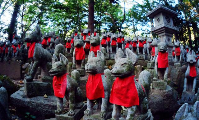 日本有个人气景点，养着许多生活自在的狐狸，靠讨好游客混日子休闲区蓝鸢梦想 - Www.slyday.coM