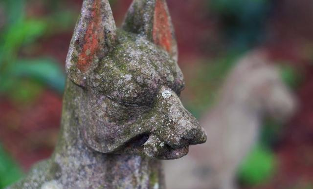 日本有个人气景点，养着许多生活自在的狐狸，靠讨好游客混日子休闲区蓝鸢梦想 - Www.slyday.coM