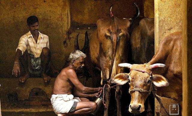 印度为什么纵容牛？允许它在街上自由溜达，连车都要给它让路休闲区蓝鸢梦想 - Www.slyday.coM