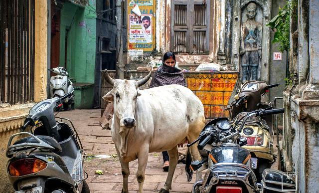 印度为什么纵容牛？允许它在街上自由溜达，连车都要给它让路休闲区蓝鸢梦想 - Www.slyday.coM