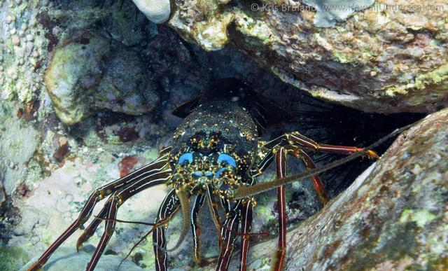 为什么在澳洲潜水捕龙虾，需要这么多规矩？