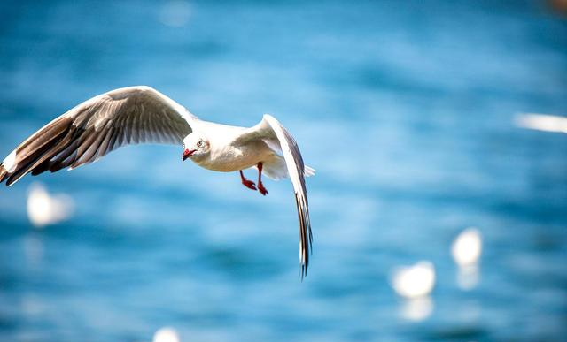我喜欢秋天的大理,短暂却一直美好,微风不燥,秋阳温暖宜人休闲区蓝鸢梦想 - Www.slyday.coM 我喜欢秋天的大理,短暂却一直美好,微风不燥,秋阳温暖宜人休闲区蓝鸢梦想 - Www.slyday.coM