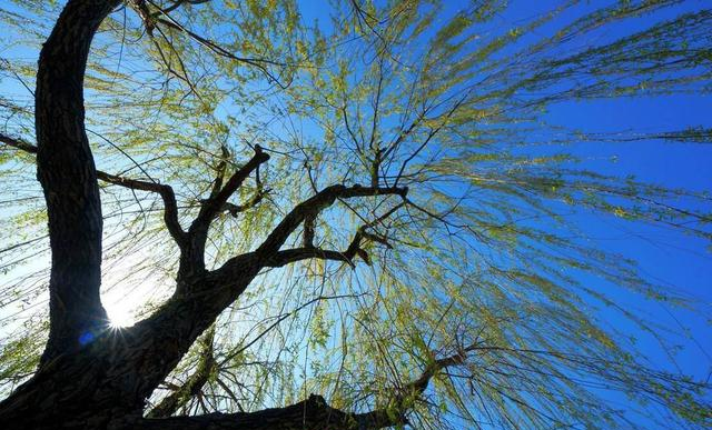 诗人咏柳,却不写一“柳”字,狠狠地讽刺了那些得志便猖狂的小人休闲区蓝鸢梦想 - Www.slyday.coM 诗人咏柳,却不写一“柳”字,狠狠地讽刺了那些得志便猖狂的小人休闲区蓝鸢梦想 - Www.slyday.coM