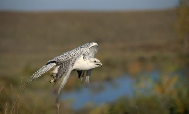 清朝皇帝为了得到一只海东青一掷千金,明朝皇帝为何白给都不要休闲区蓝鸢梦想 - Www.slyday.coM 清朝皇帝为了得到一只海东青一掷千金,明朝皇帝为何白给都不要休闲区蓝鸢梦想 - Www.slyday.coM