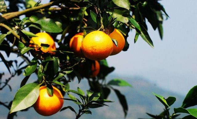 一年中哪个季节最好？苏轼28字古诗给出了自己的答案休闲区蓝鸢梦想 - Www.slyday.coM