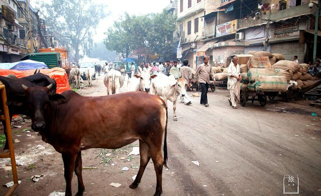 印度为什么纵容牛？允许它在街上自由溜达，连车都要给它让路休闲区蓝鸢梦想 - Www.slyday.coM