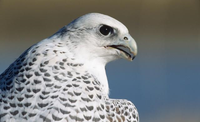 清朝皇帝为了得到一只海东青一掷千金,明朝皇帝为何白给都不要休闲区蓝鸢梦想 - Www.slyday.coM 清朝皇帝为了得到一只海东青一掷千金,明朝皇帝为何白给都不要休闲区蓝鸢梦想 - Www.slyday.coM