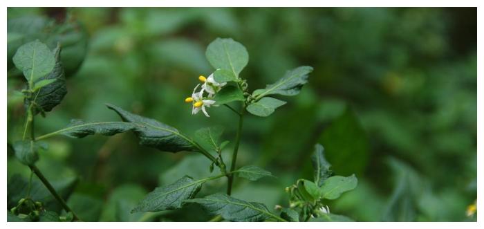 田野边的野葡萄 总说有毒 现在化身成稀有水果 财经头条