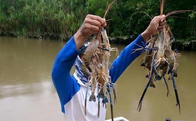 湄公河大虾泛滥成灾，钓1只够吃1天