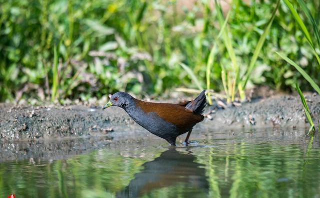 棕背田鸡抓拍_高清图集_新浪网