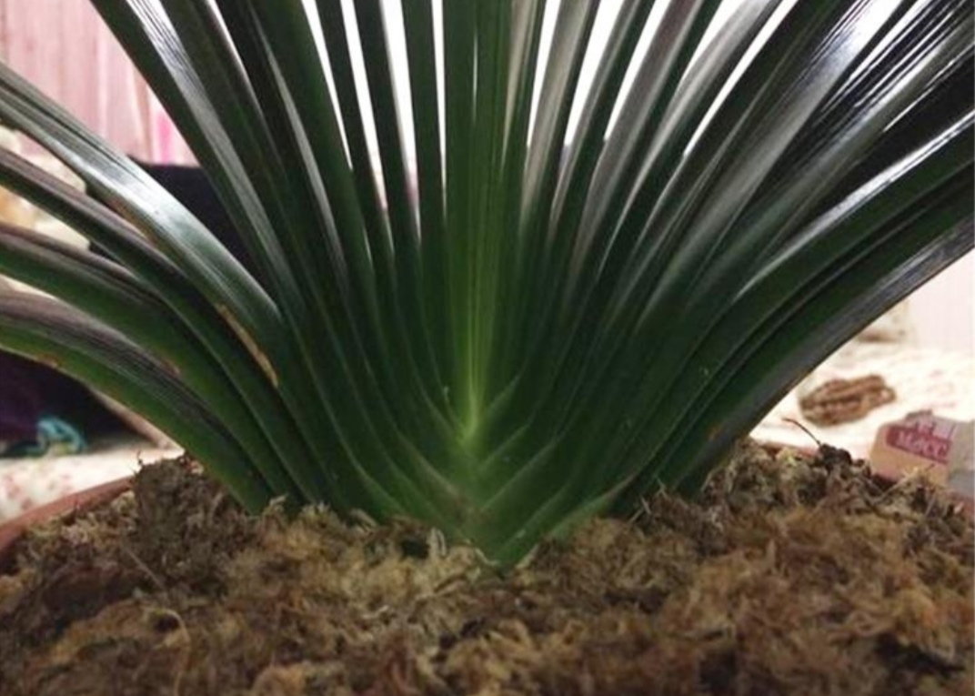 君子兰不开花,有3个方面的原因,看看是否具备开花条件?