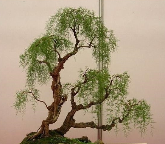 柽柳|盆景|养护_新浪新闻