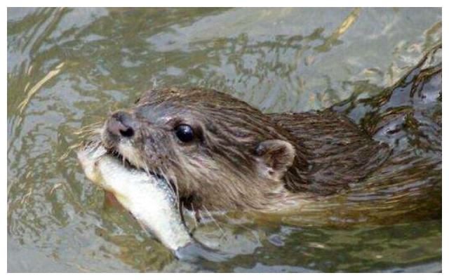 以后钓鱼再也不用鱼竿了,分分钟一条大肥鱼|肥鱼|曼巴|钓鱼_新浪新闻