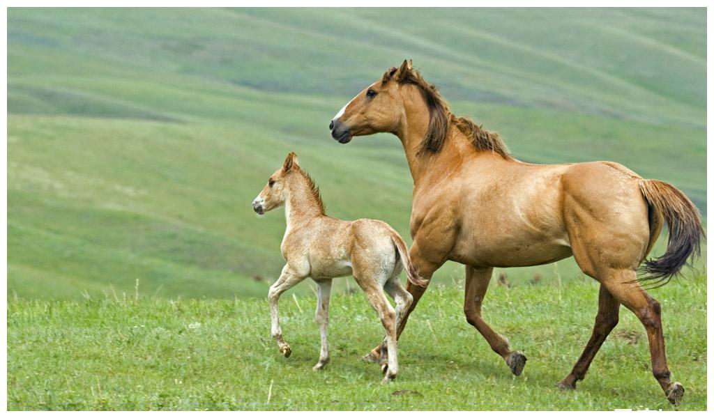 马和蛇生什么宝宝好的简单介绍