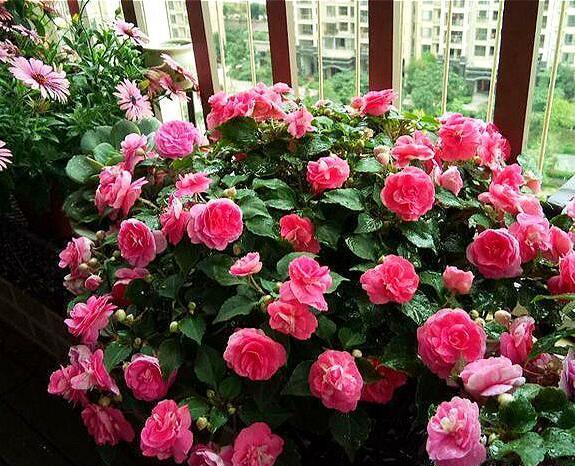 阳台小也要养盆它,有点散光就疯长,种1棵,长1片,1年能开300天休闲区蓝鸢梦想 - Www.slyday.coM 阳台小也要养盆它,有点散光就疯长,种1棵,长1片,1年能开300天休闲区蓝鸢梦想 - Www.slyday.coM