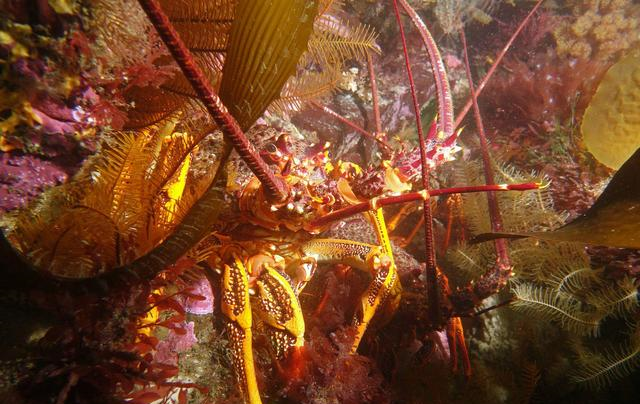 为什么在澳洲潜水捕龙虾，需要这么多规矩？