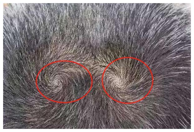 宝宝头上5个旋代表什么?命运还是性格,科学结论告诉你