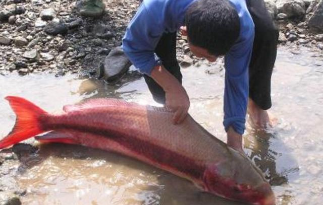 村民捞上来一条稀罕的粉鱼,价值昂贵,刚上岸就一命呜呼了