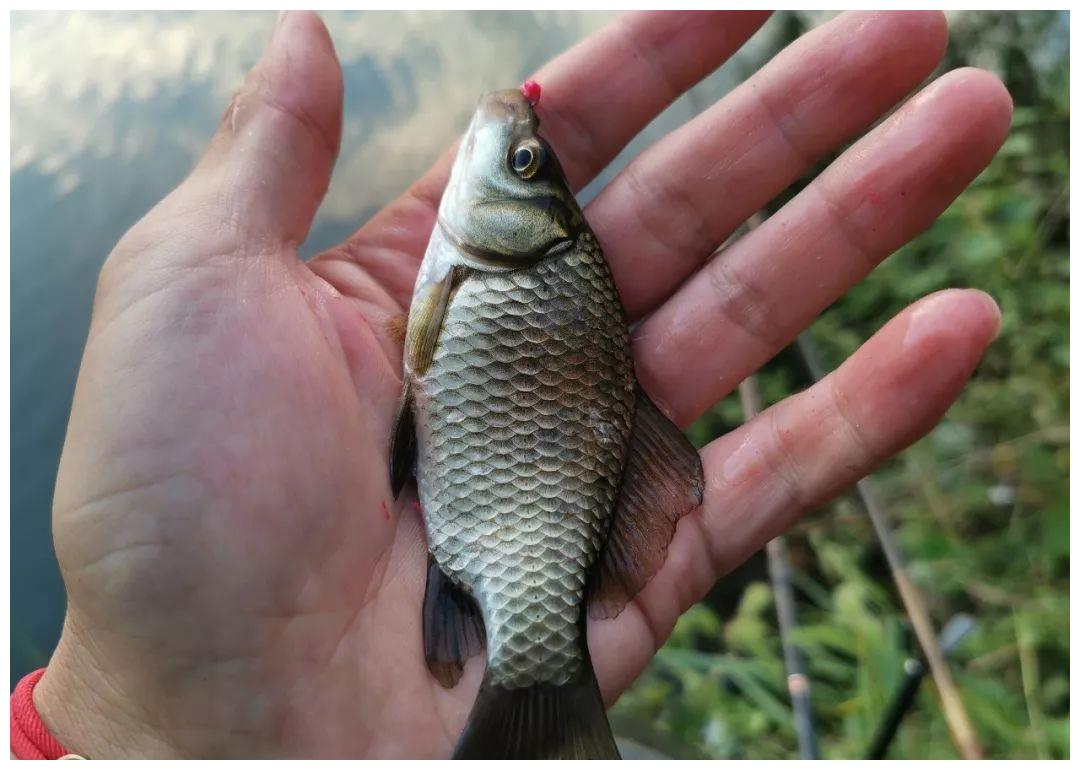 夏季野钓鲫鱼除了天气闷热这三种情况直接钓离底就可以了