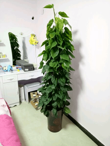 枝条扦插的大叶绿萝注意2个关键爆长到比绿萝柱高