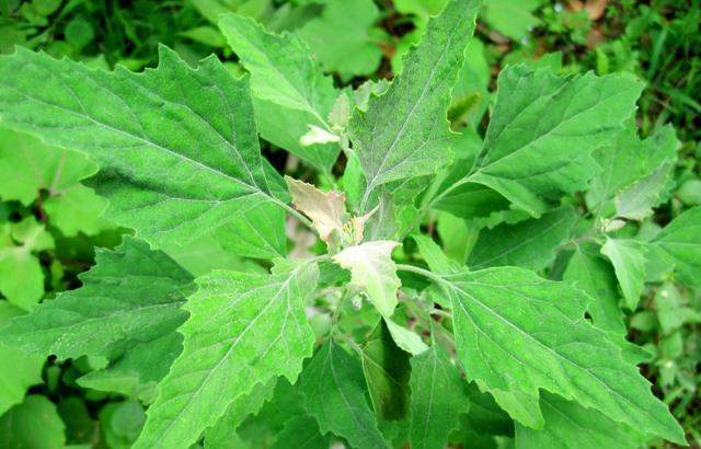 随处可见的灰灰菜,原来作用这么"厉害",看到别再"忽视了"__财经头条